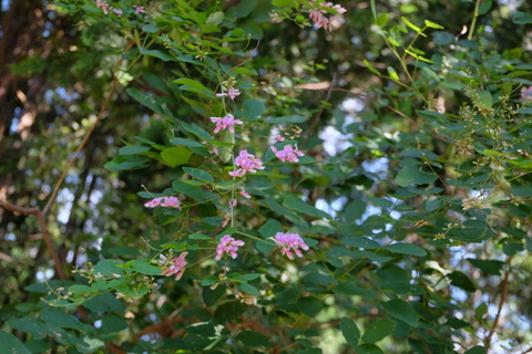 b0281732_1144467.jpg