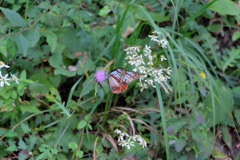 b0281732_1145775.jpg