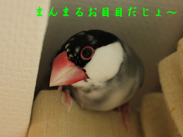 c0365734_19134114.jpg