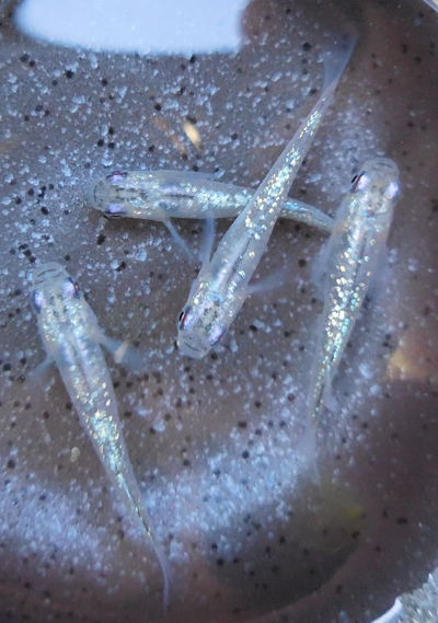 e0097534_15164655.jpg