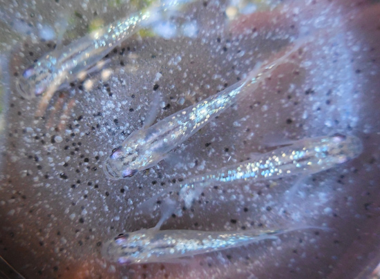e0097534_15171337.jpg