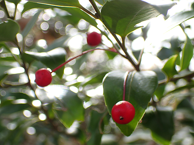 f0214649_6125751.jpg