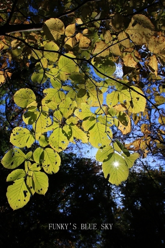 c0145250_11165574.jpg