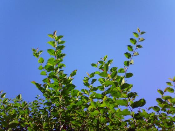c0358850_16323495.jpg