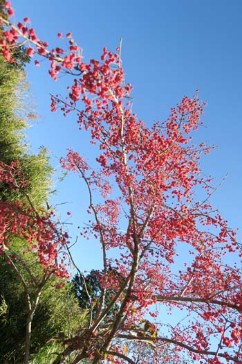 f0147025_1634404.jpg