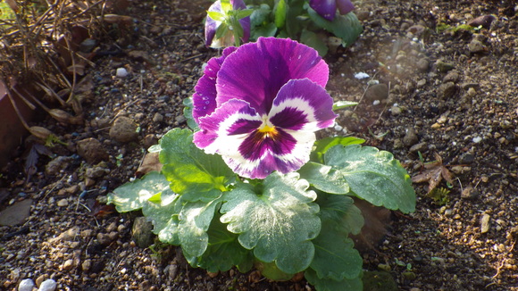 e0305733_447039.jpg