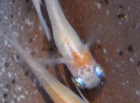 e0097534_17101844.jpg