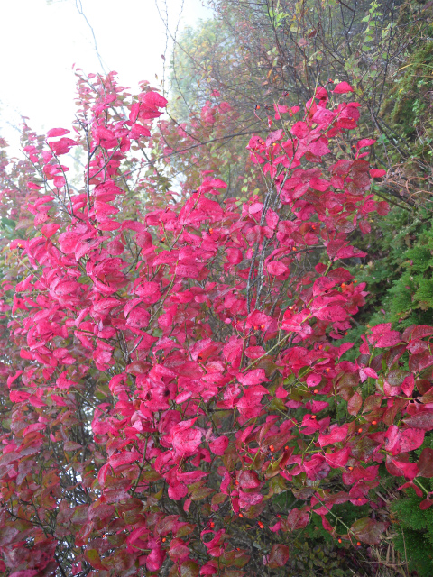 e0272335_1556573.jpg