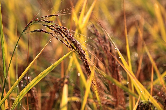 a0242438_1939119.jpg