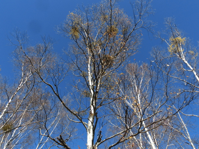 c0140260_23571444.jpg