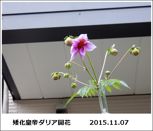 e0033229_17321970.jpg