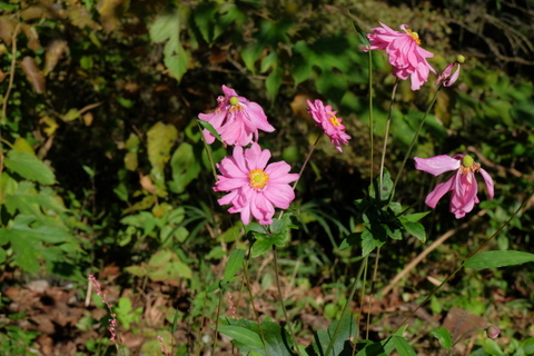b0281732_14272367.jpg