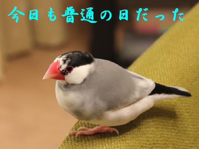 c0365734_22582116.jpg