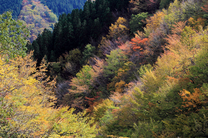 e0083238_8272877.jpg
