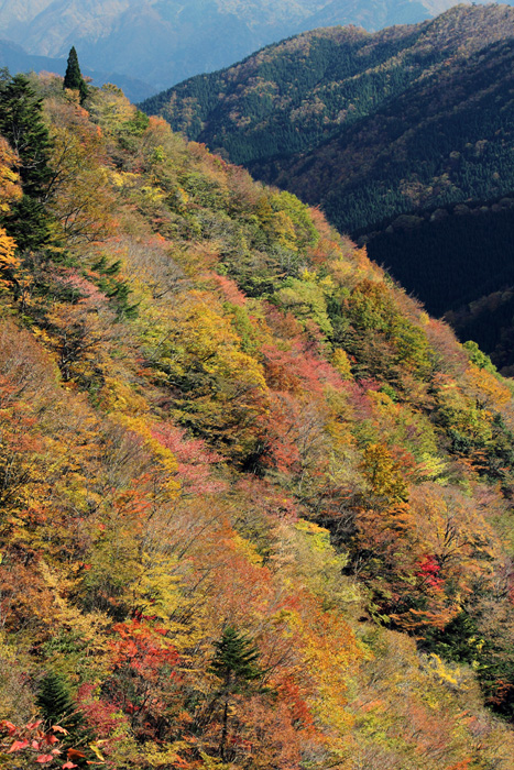 e0083238_8273981.jpg
