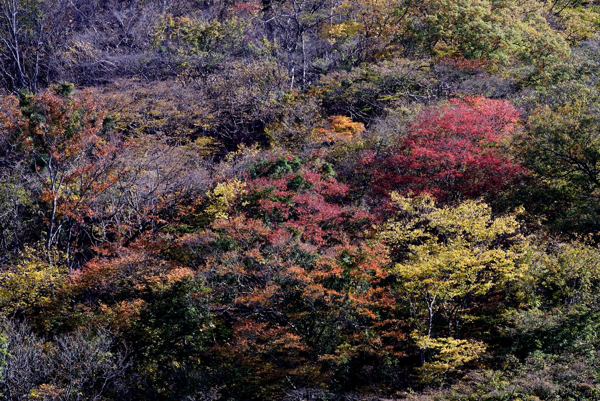 e0108787_8594417.jpg