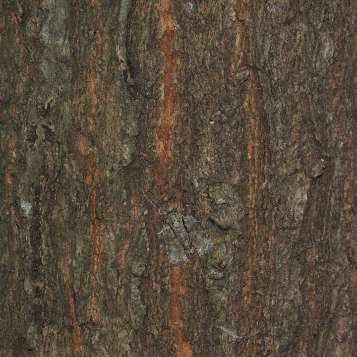 b0194593_1717233.jpg