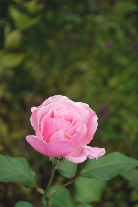 e0025300_11595676.jpg