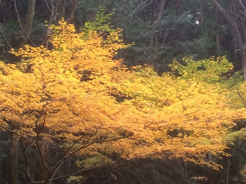 b0061107_20515251.jpg