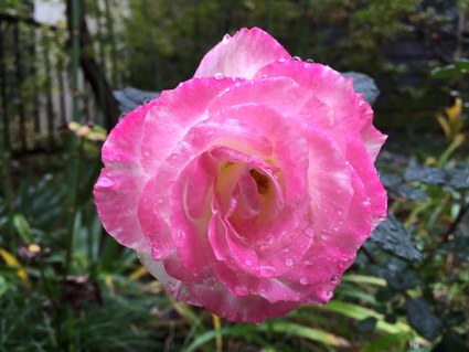 c0112823_1383547.jpg