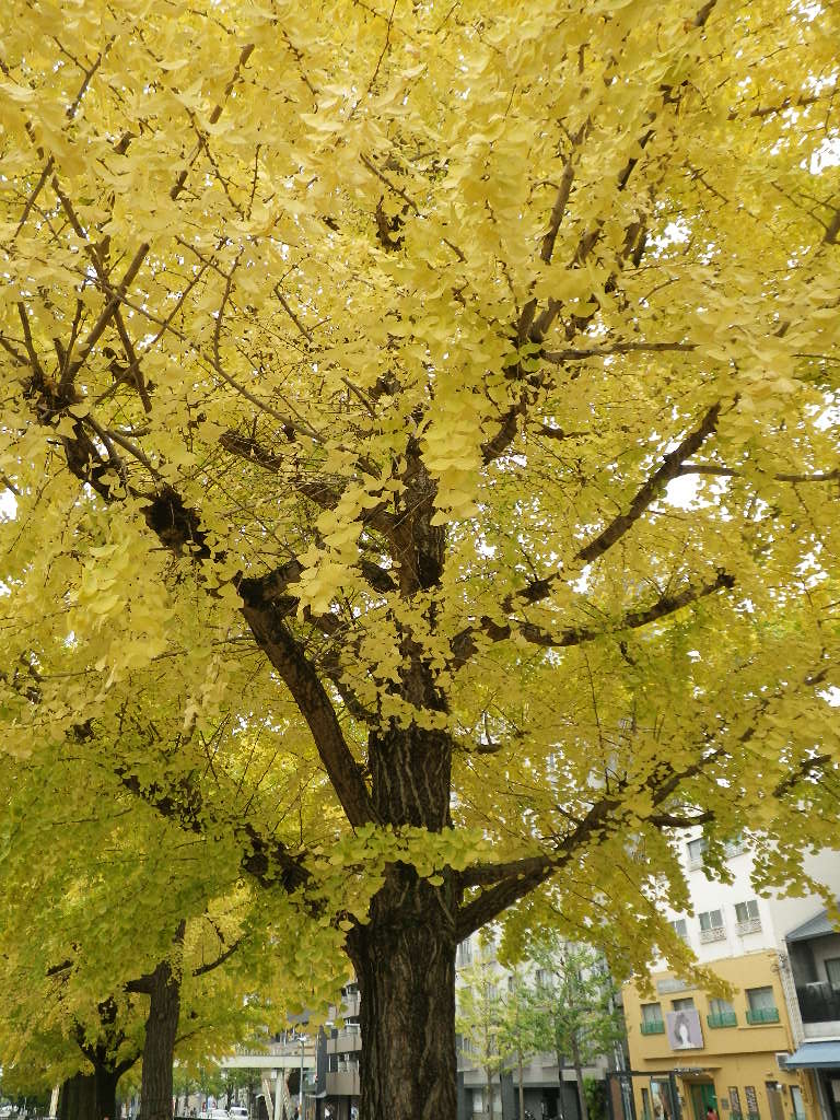 c0189724_1533524.jpg