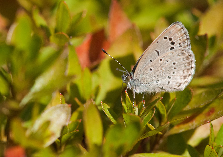 a0126632_7564592.jpg