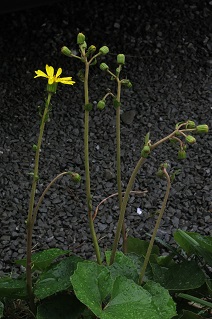e0130185_15375970.jpg