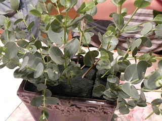 c0152002_17525136.jpg