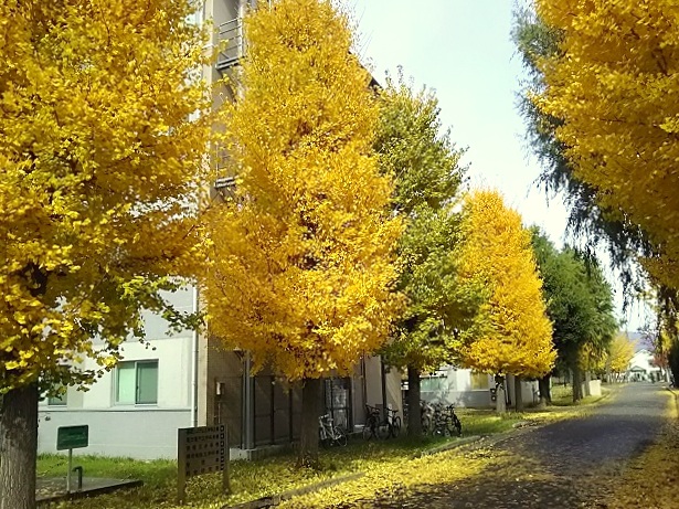 e0347508_1721346.jpg
