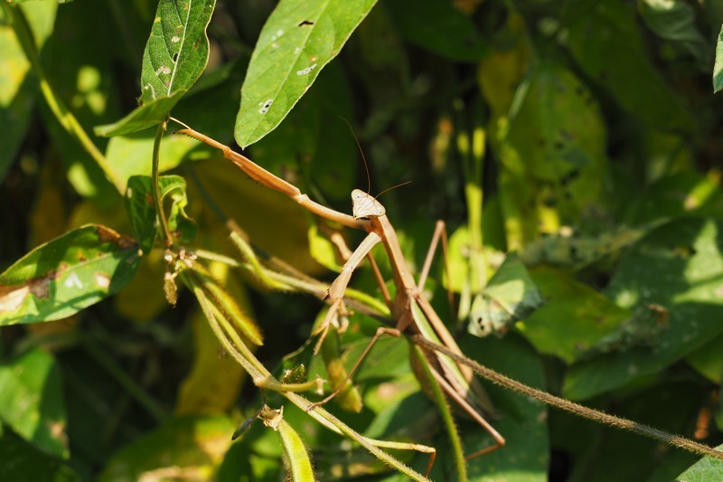 c0369423_18015840.jpg