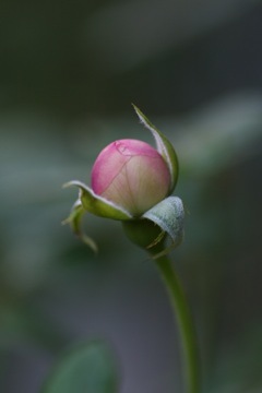 e0021328_00202773.jpg