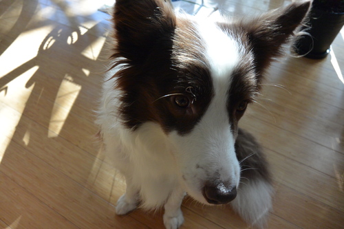 e0151566_2013771.jpg