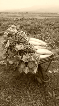 c0145183_10183455.jpg