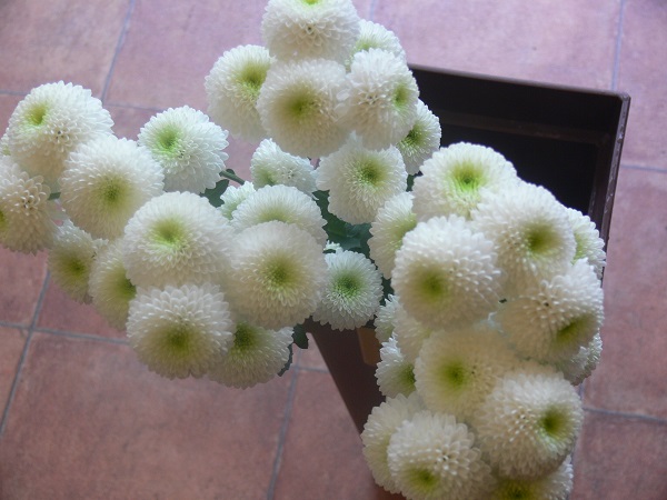 e0140986_14402320.jpg