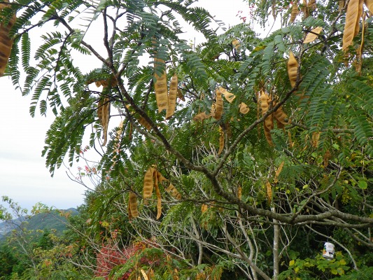 f0187402_20484935.jpg