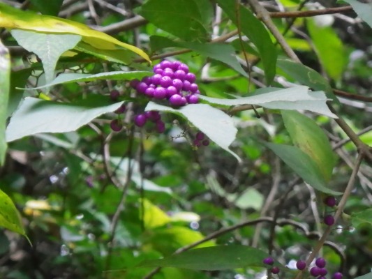 f0187402_20501538.jpg