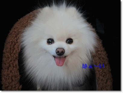 b0167519_15272475.gif