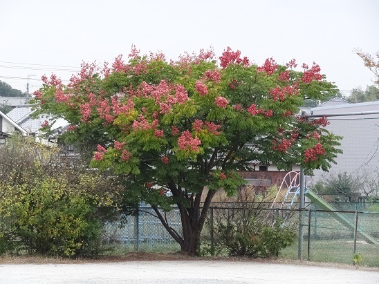 f0000521_07551946.jpg