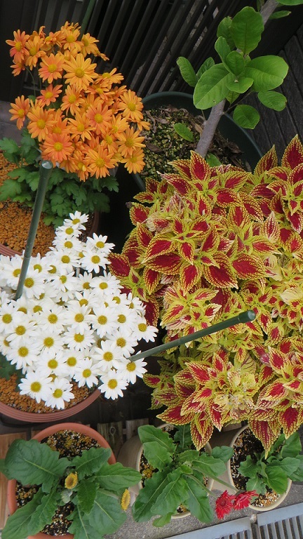 c0280322_14574832.jpg