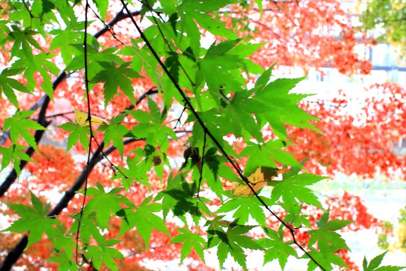 c0229539_11101096.jpg