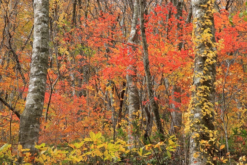 c0145250_11300067.jpg