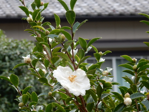 f0054677_08392373.jpg