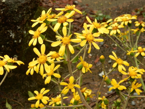 f0054677_08400254.jpg