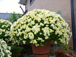 c0149195_22115954.jpg