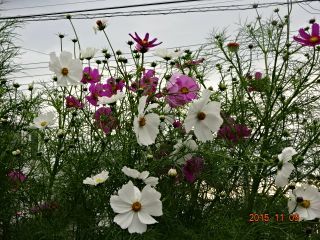 c0149195_22163952.jpg