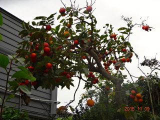 c0149195_22184242.jpg