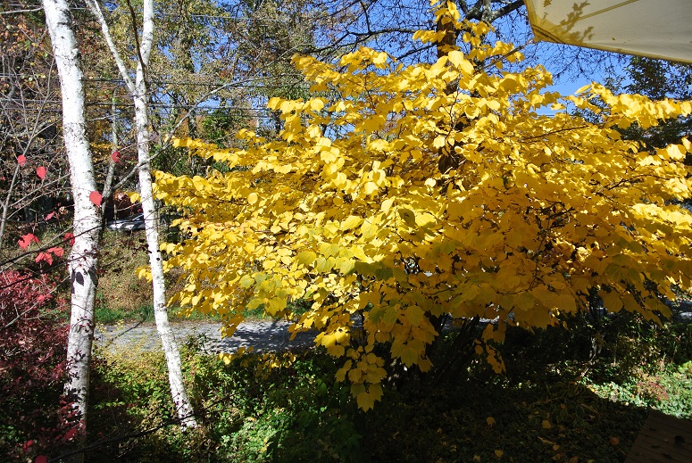 f0179209_1193167.jpg