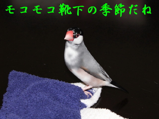 c0365734_19510009.jpg