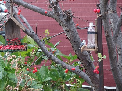 e0004756_222555.jpg