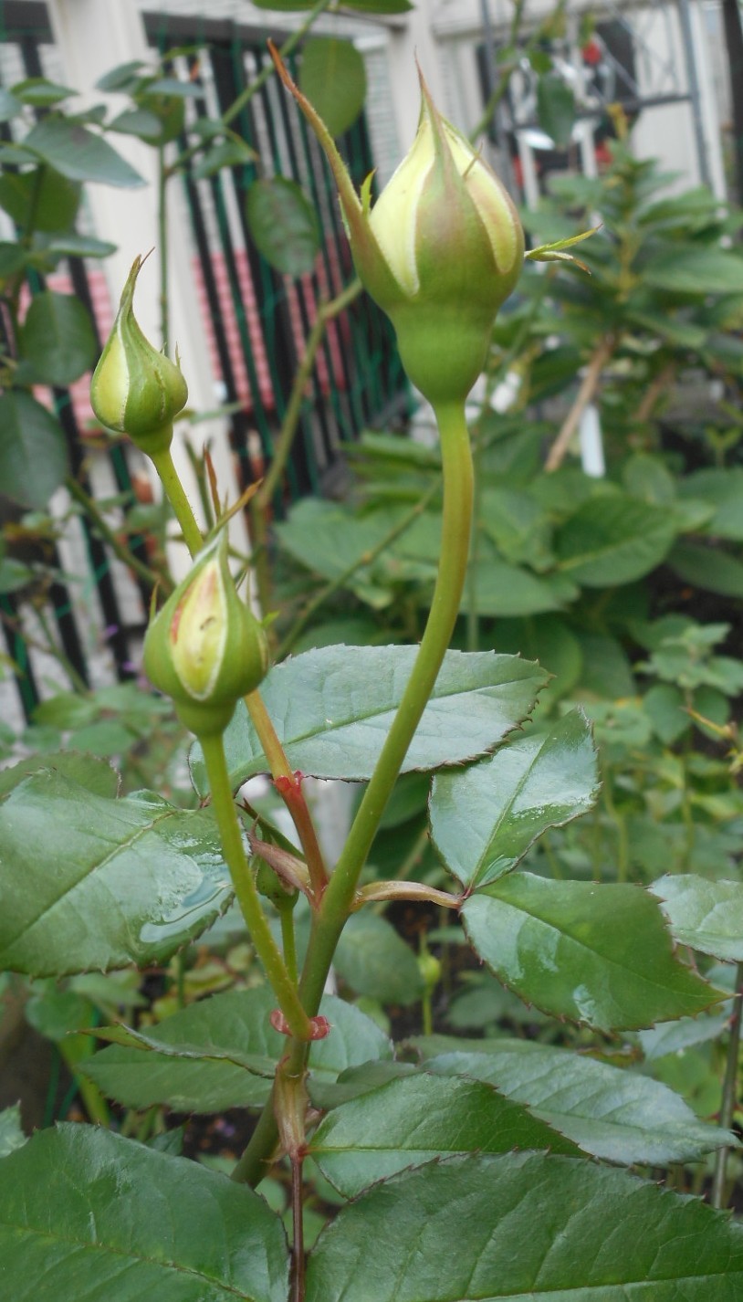 c0336266_12252750.jpg